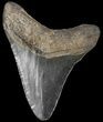 Fossil Megalodon Tooth - Georgia #65719-2
